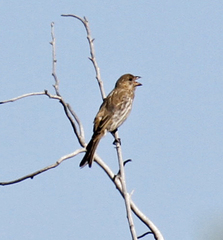 Haemorhous mexicanus