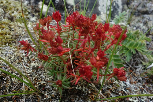 Image of Rhodiola quadrifida by (c) Aleksei Baushev, some rights reserved (CC BY)