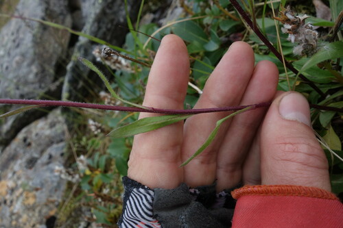 Image of Erigeron eriocephalus by (c) Aleksei Baushev, some rights reserved (CC BY)