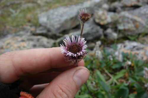 One-flower Fleabane (Erigeron eriocephalus)