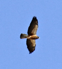 Buteo swainsoni