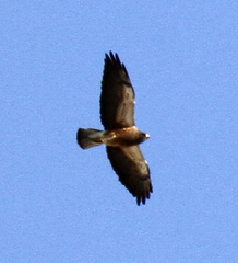 Buteo swainsoni