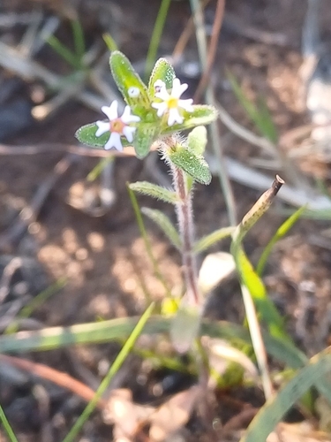 Image of Zaluzianskya gracilis by (c) Martjie Fia Fourie, some rights reserved (CC BY)