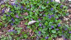 Viola odorata