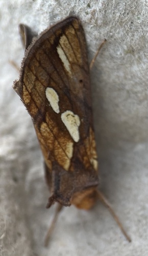 Gold Spot, Nationaal Park Nieuw Land, Lelystad, Flevoland, NL, photo 10 of 10