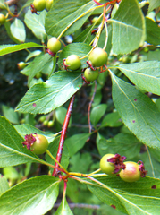 Crataegus rivularis