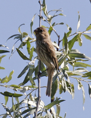 Haemorhous mexicanus