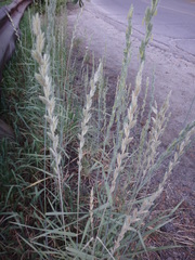 Thinopyrum obtusiflorum