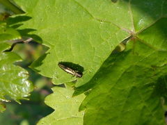 Agrilus derasofasciatus