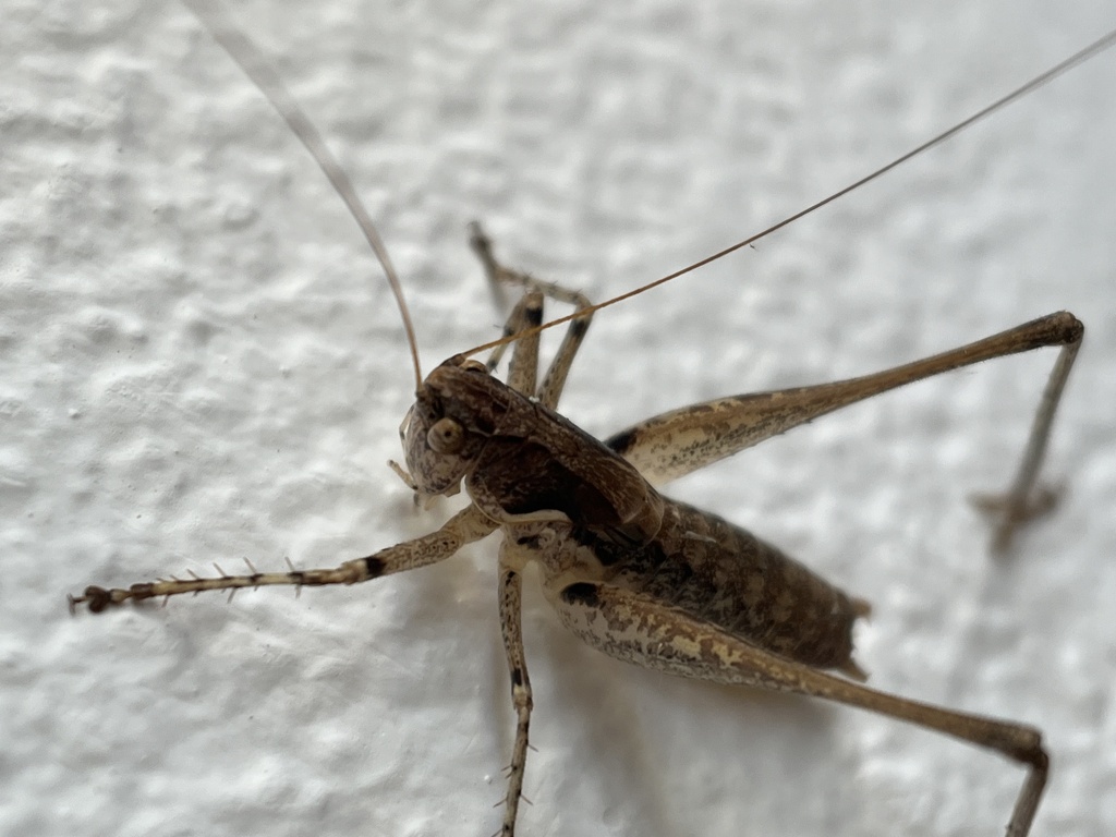 Rhacocleis edentata