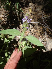 Prunella vulgaris lanceolata