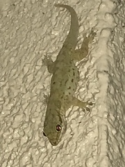 Aristelliger praesignis