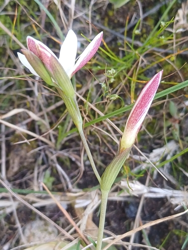 Image of Hesperantha falcata by (c) Martjie Fia Fourie, some rights reserved (CC BY)