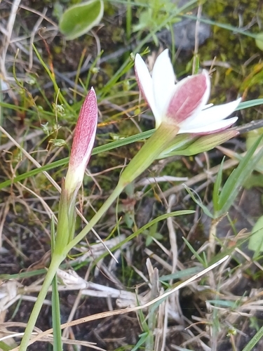Image of Hesperantha falcata by (c) Martjie Fia Fourie, some rights reserved (CC BY)