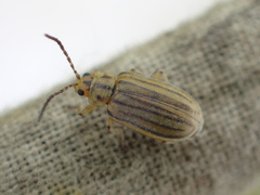 Ophraella