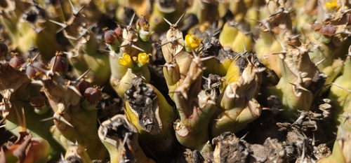 Euphorbia clivicola, photograph 4