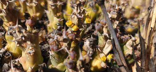 Euphorbia clivicola, photograph 5