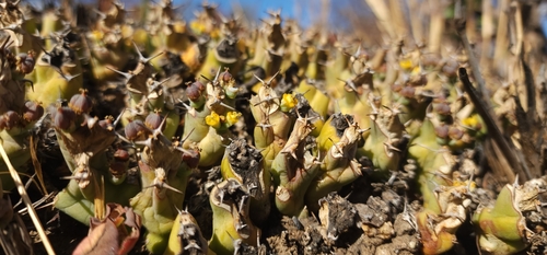 Euphorbia clivicola, photograph 6