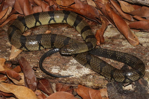Ornate African Water Snake