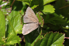 Macaria argillacearia