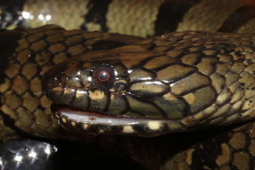 Ornate African Water Snake