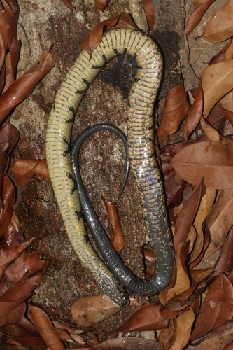 Ornate African Water Snake