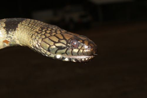 Ornate African Water Snake