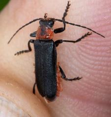 Cantharis oregona