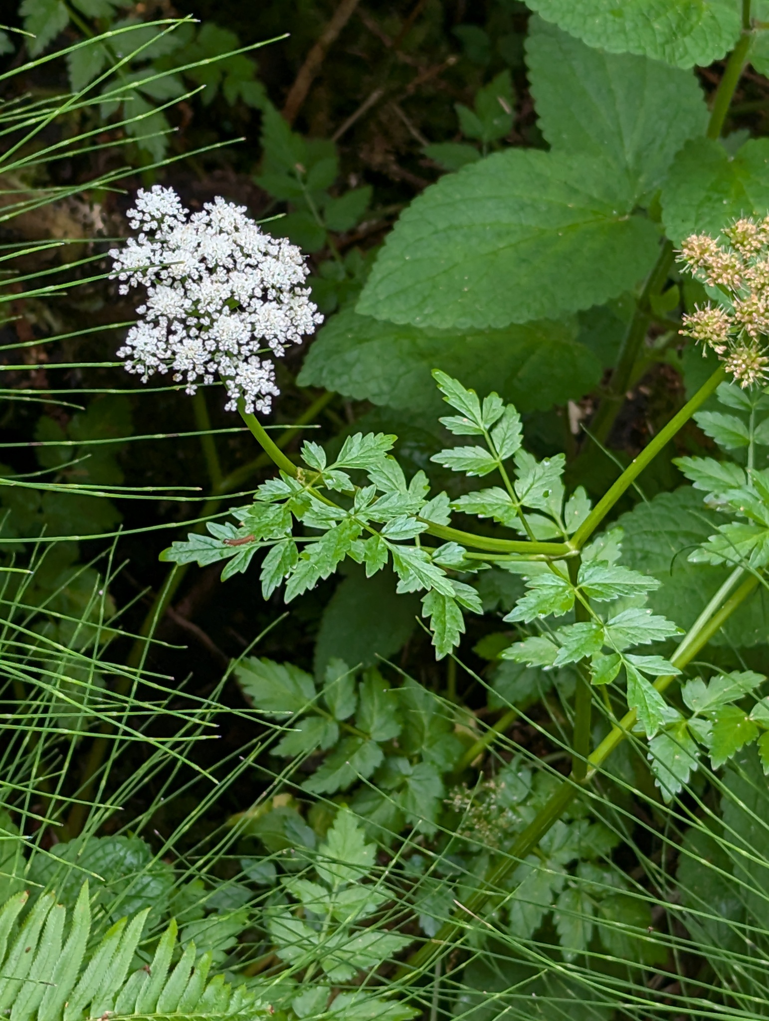Oenanthe sarmentosa