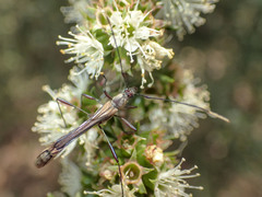 Enchoptera apicalis