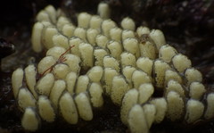 Atrimitra idae