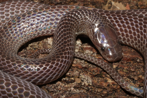 Small-eyed File Snake, Mehelya stenophthalmus