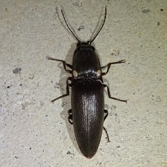 Deilelater physoderus