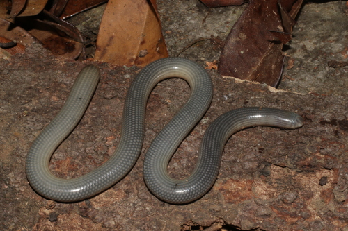 Common Lined Worm Snake