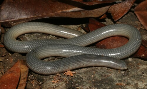 Common Lined Worm Snake