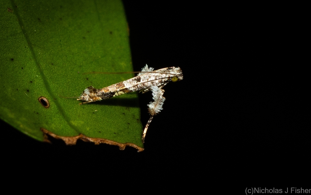 Caloptilia plagata