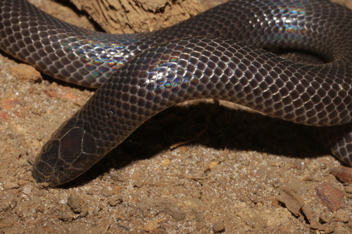 Reticulate Burrowing Asp
