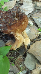 Gyromitra esculenta