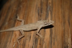 Anolis sericeus
