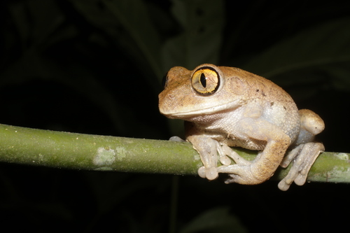 False Aubry's Tree Frog, Leptopelis aubryioides