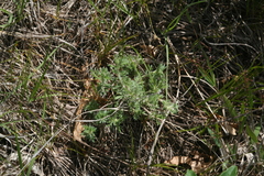 Dalea villosa