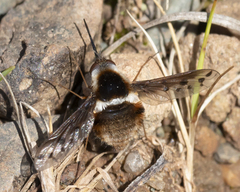 Bombylius pygmaeus