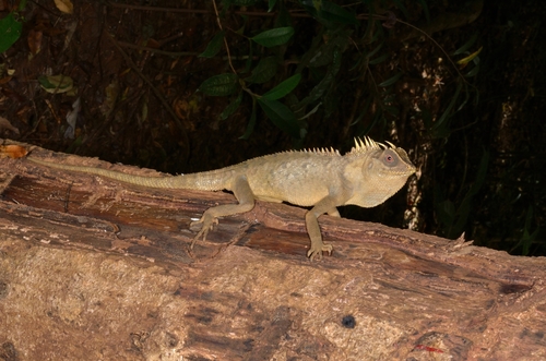 Langbian Pricklenape