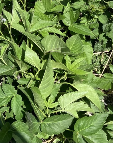 Rubus nishimuranus iNat (1)