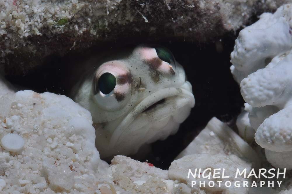 Halfnaked Jawfish