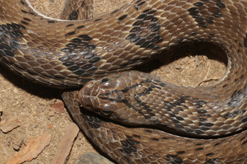 Spotted Night Adder