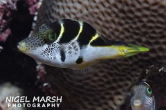 Paraluteres prionurus