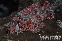 Raggy Scorpionfish photo 1