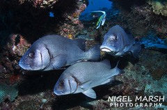 Plectorhinchus gibbosus