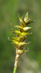 Carex exilis